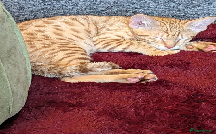 Savannah cats - Advert 1