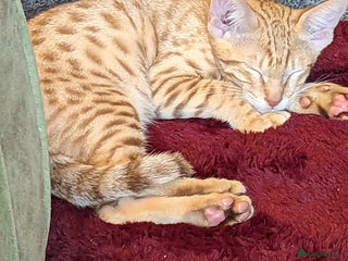 Savannah cats Savannah - Advert 9