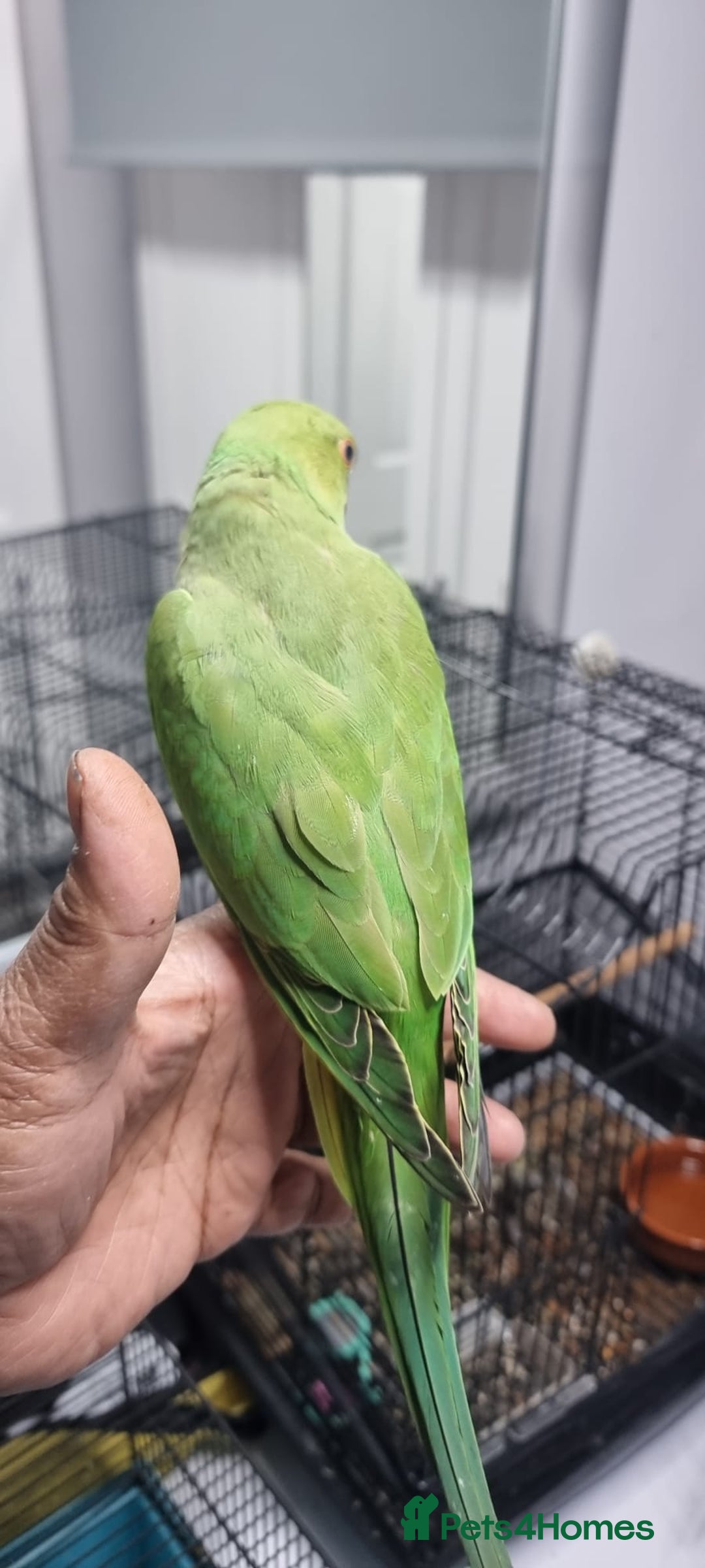 Ringnecks birds for sale: tame baby Indian ringneck read the description - Image 1