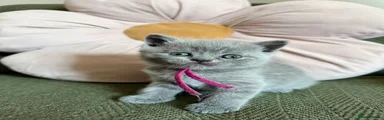 Hot Pink Collar