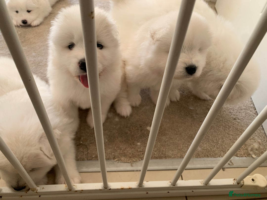 Samoyed dogs for sale: Samoyed puppies  - Image 16