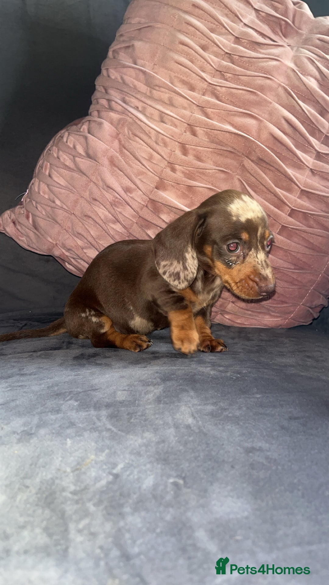 Miniature Dachshund dogs for sale: 5 gorgeous mini dachshund puppies - Image 19