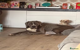 Cane Corso dogs for sale: CANE CORSO CLIO - ******  - Image 3