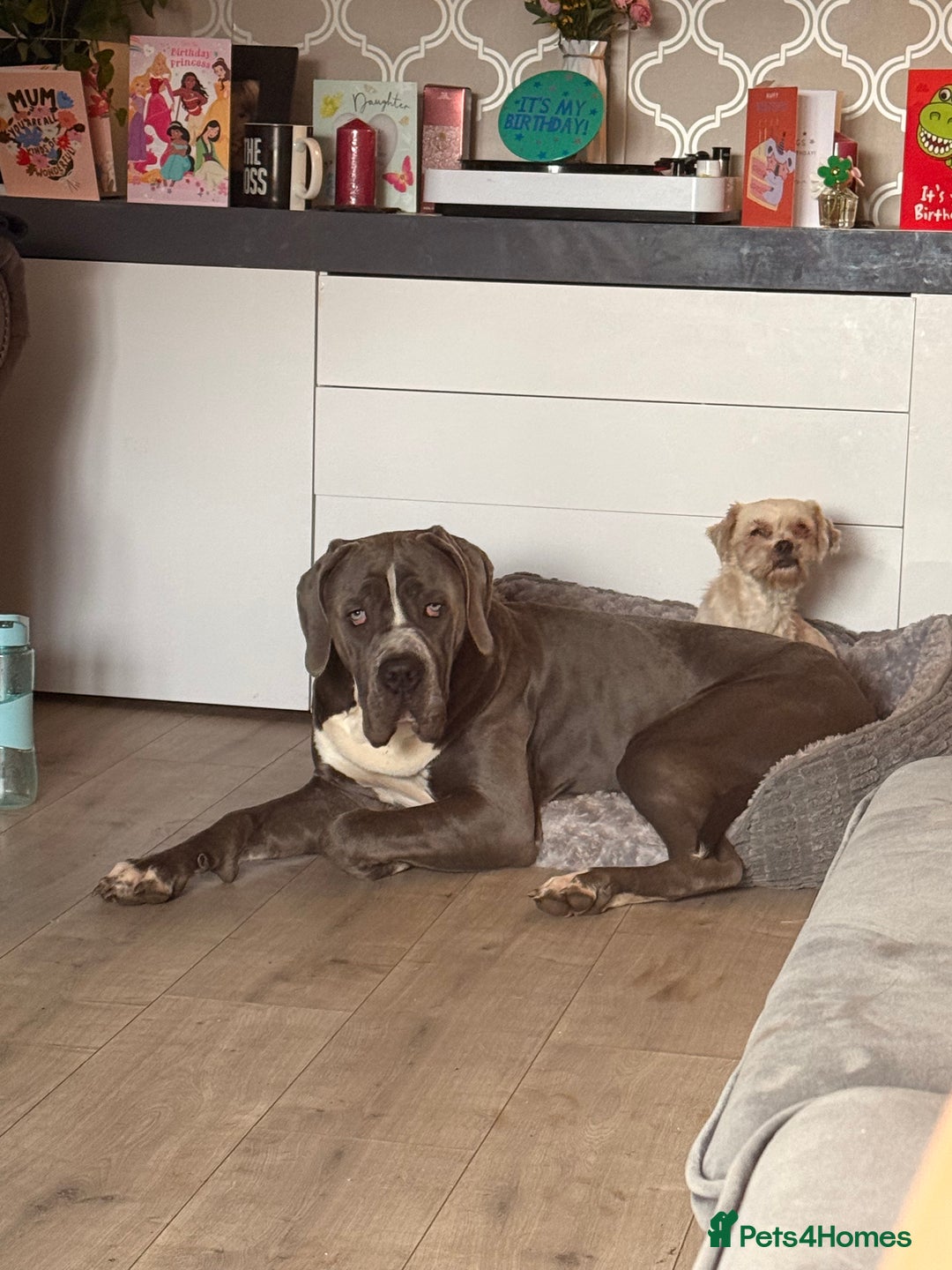 Cane Corso dogs for sale: CANE CORSO CLIO - ******  - Image 3
