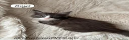 Maine Coon cats for sale: Blue Smoke Maine Coon Kittens - Registered - Advert 8
