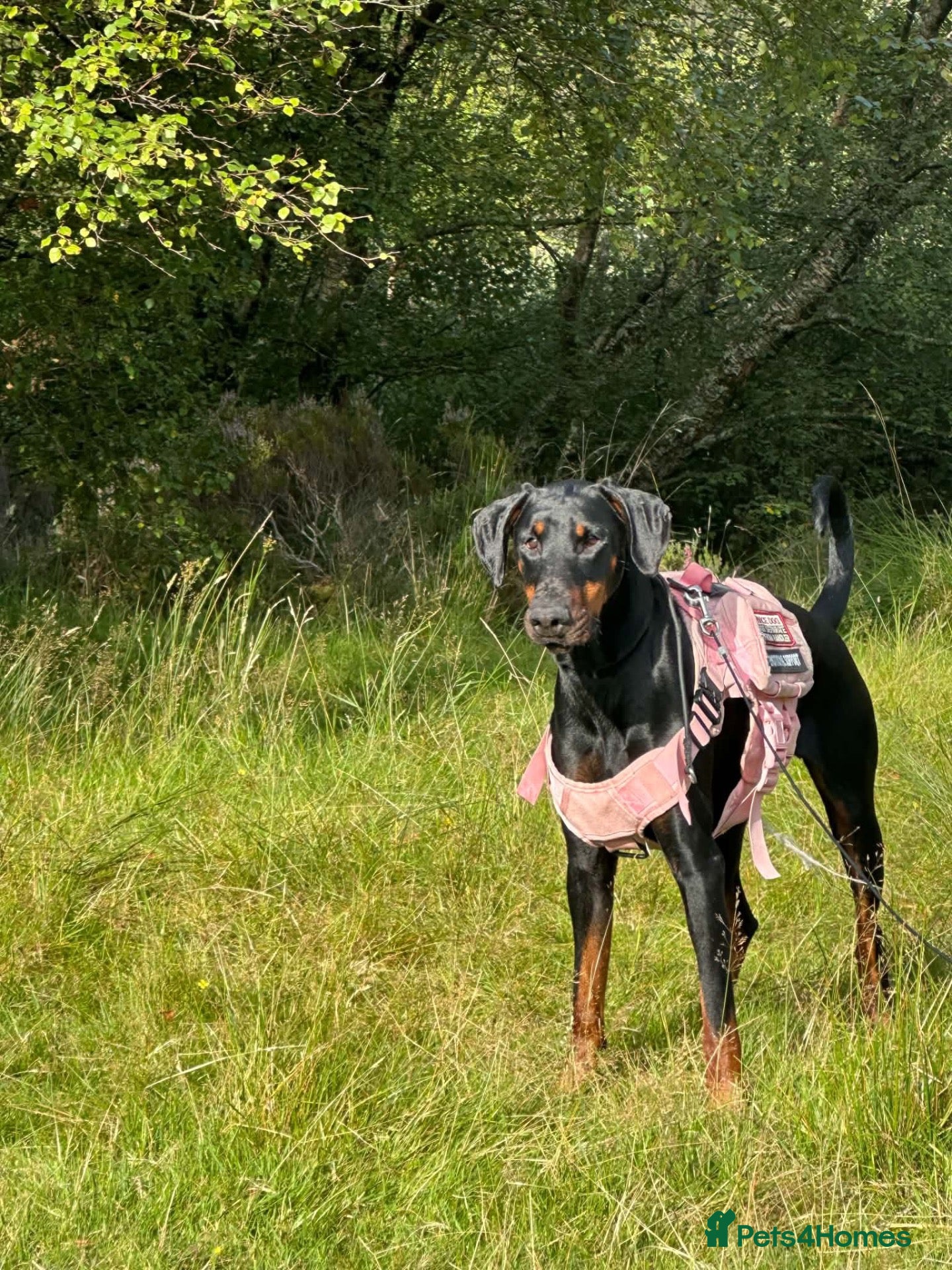 Dobermann dogs Black and Tan female Doberman  - Advert 1