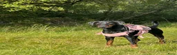 Dobermann dogs for sale: Black and Tan female Doberman  - Advert 1