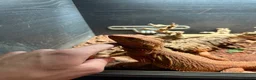 Bearded Dragon reptiles for sale: Bearded Dragon  in Staines - Advert 3
