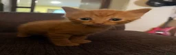 Mixed Breed cats for sale: 3 kittens looking for homes - Advert 6