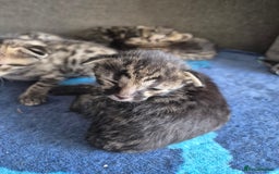 Savannah cats for sale: Savannah kittens ready to leave 24th October  - Image 20