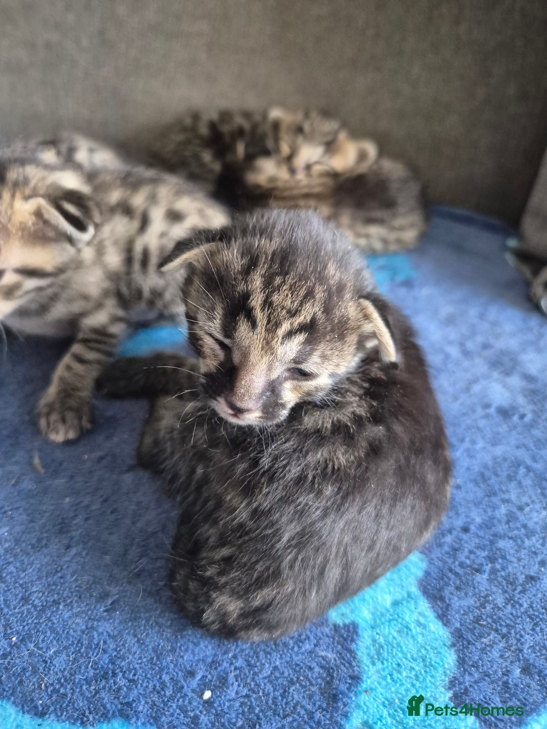 Savannah cats for sale: Savannah kittens ready to leave 24th October  - Image 20