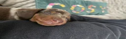 Miniature Dachshund dogs for sale: Stunning short-hair dapple male  - Advert 3