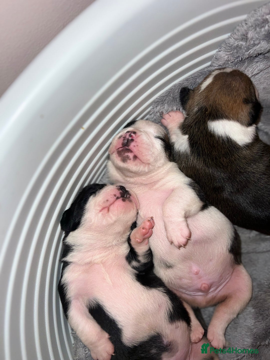 Old Tyme Bulldog dogs for sale: Old tyme bulldogs for sale - Image 10