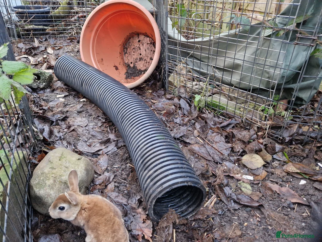 Rex rabbits for sale: Purebred, cute, friendly mini rex babies- m and f - Advert 8