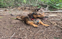Mixed Breed dogs for sale: Albie - Image 3