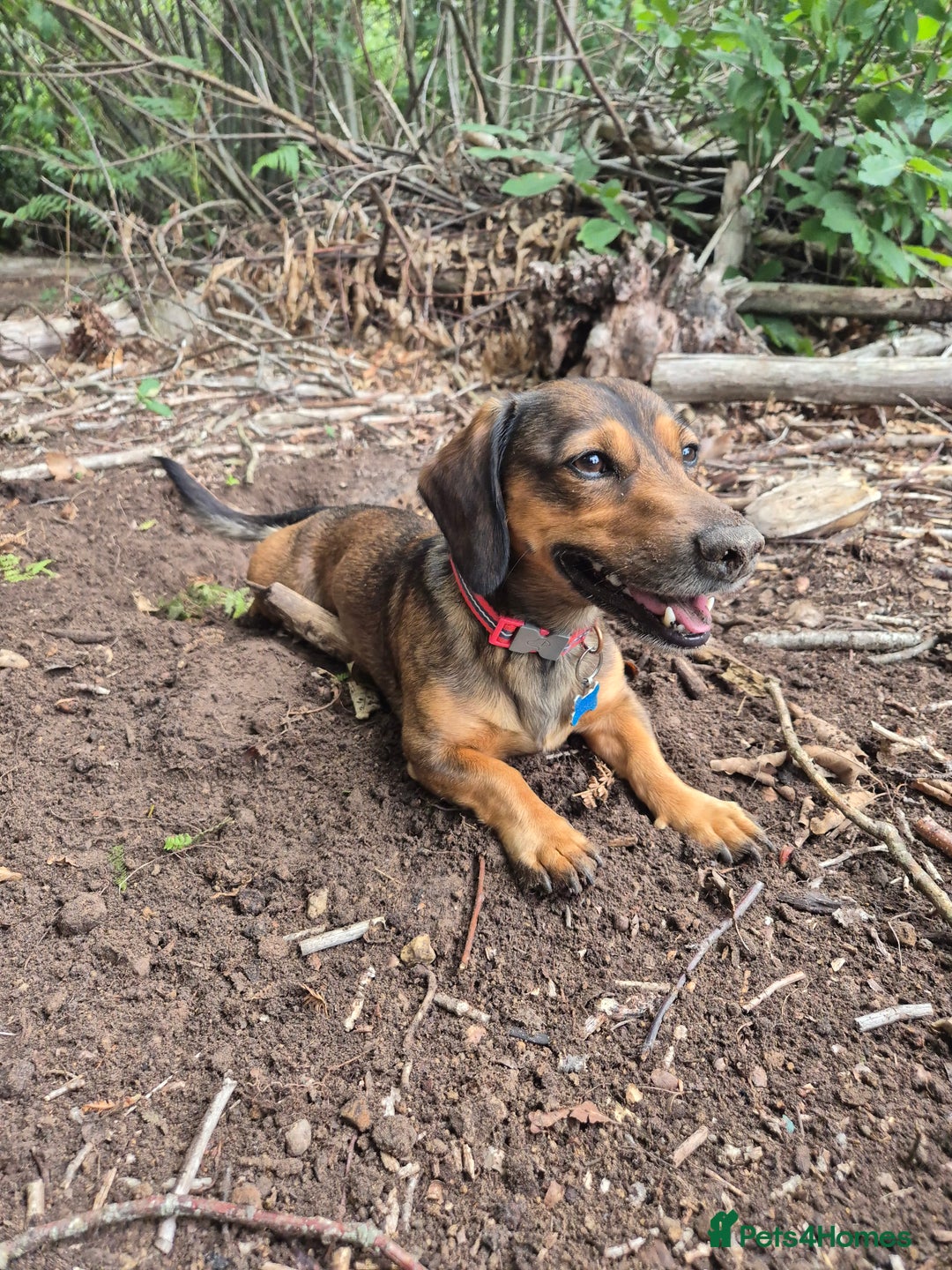 Mixed Breed dogs for sale: Albie - Image 3