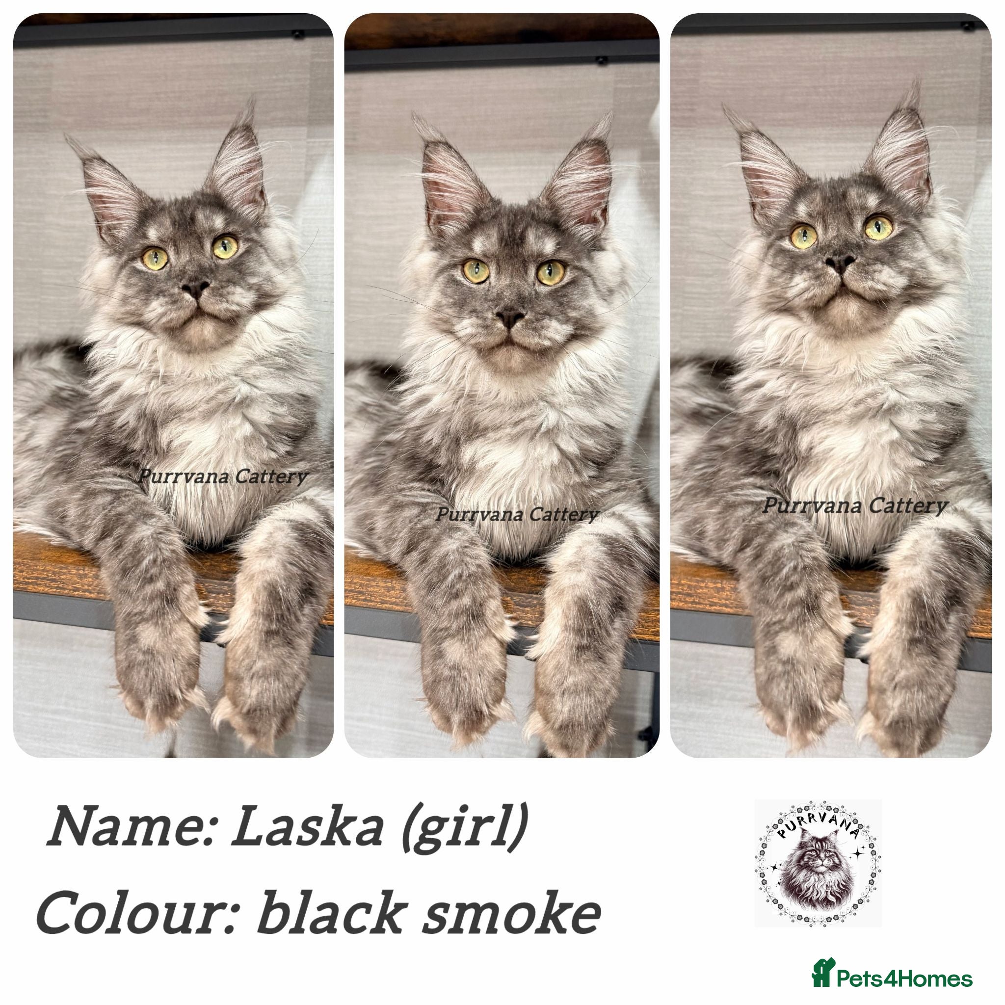Maine Coon cats TICA registered Maine coon kittens READY NOW - Advert 2