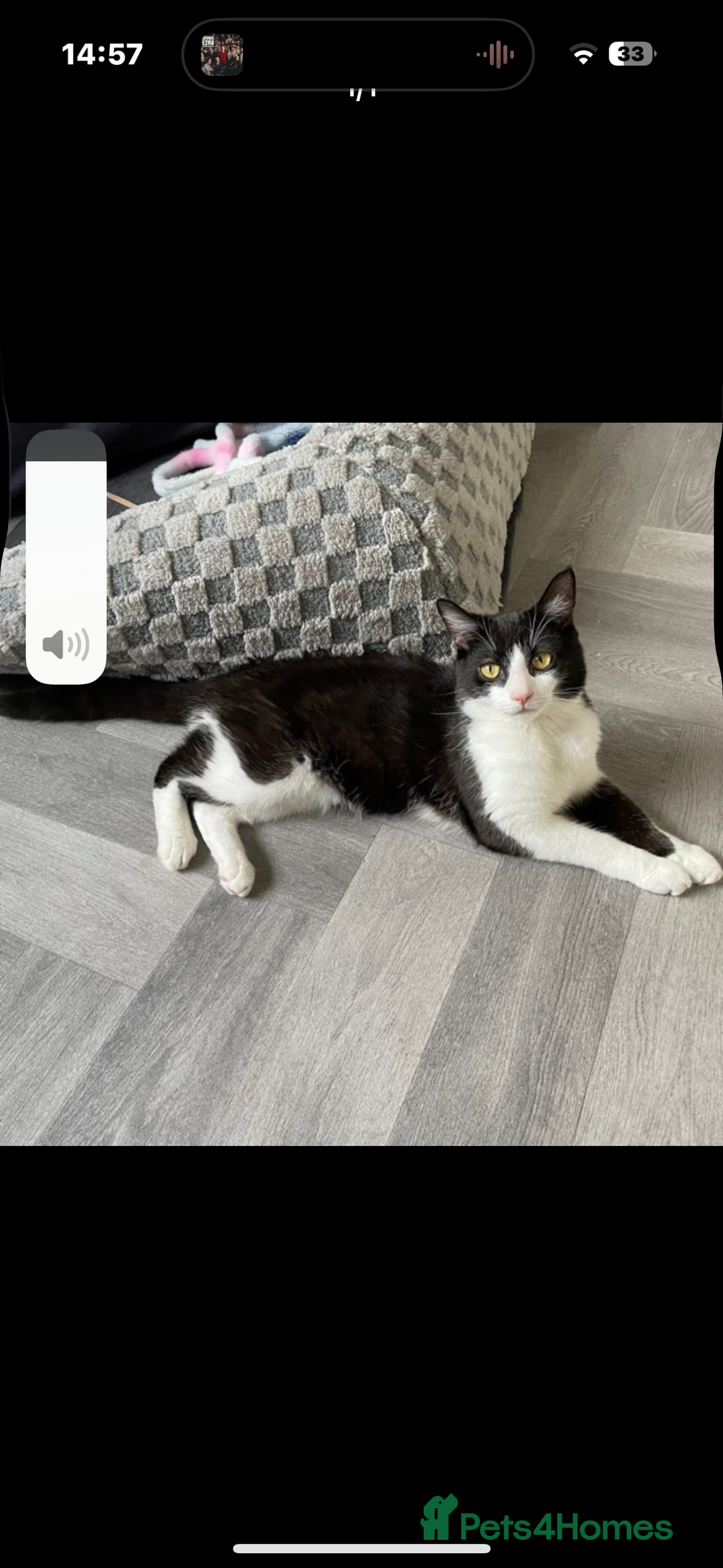 American Shorthair cats for sale: male cat  - Advert 2