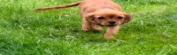 Cavalier King Charles Spaniel dogs for sale: KC REG FULLY VACCINATED RUBY CAVS READY NOW  - Advert 10