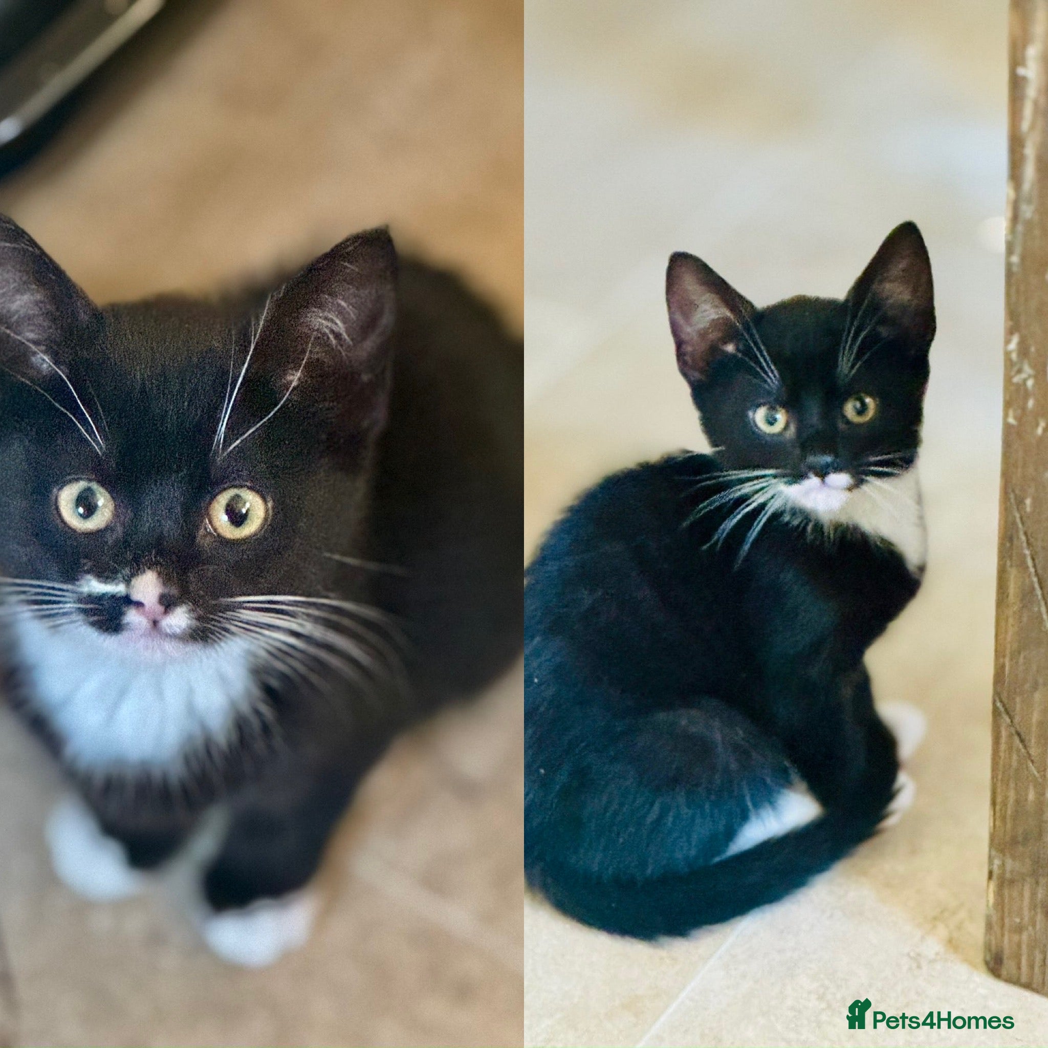 Mixed Breed cats 2 adorable kittens, one male, one female  - Advert 11