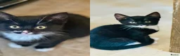 Mixed Breed cats for sale: 2 adorable kittens, one male, one female  - Advert 1
