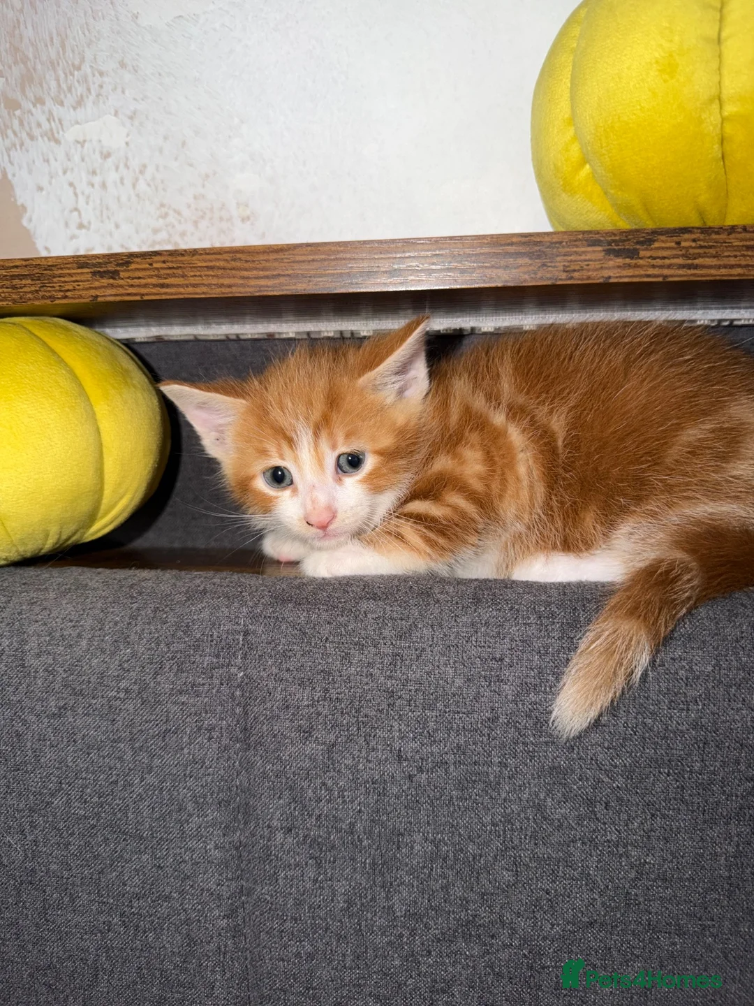 Mixed Breed cats for sale: 5 kittens for sale  - Advert 2