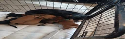 Dachshund dogs for sale: Beautiful dashhunds - Advert 3