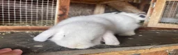 Mini Lop rabbits for sale: White Mini lop rabbit  - Advert 3