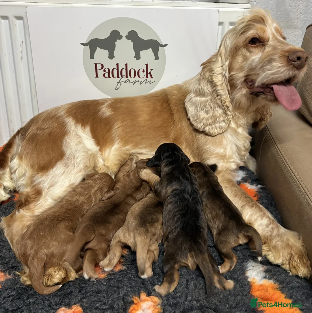 Cockapoo dogs for sale: 🌟 Superb F1 Cockapoo puppies 🌟 - Advert 12
