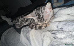 Bengal cats for sale: Silver rosetted Bengal🐆 - Image 17