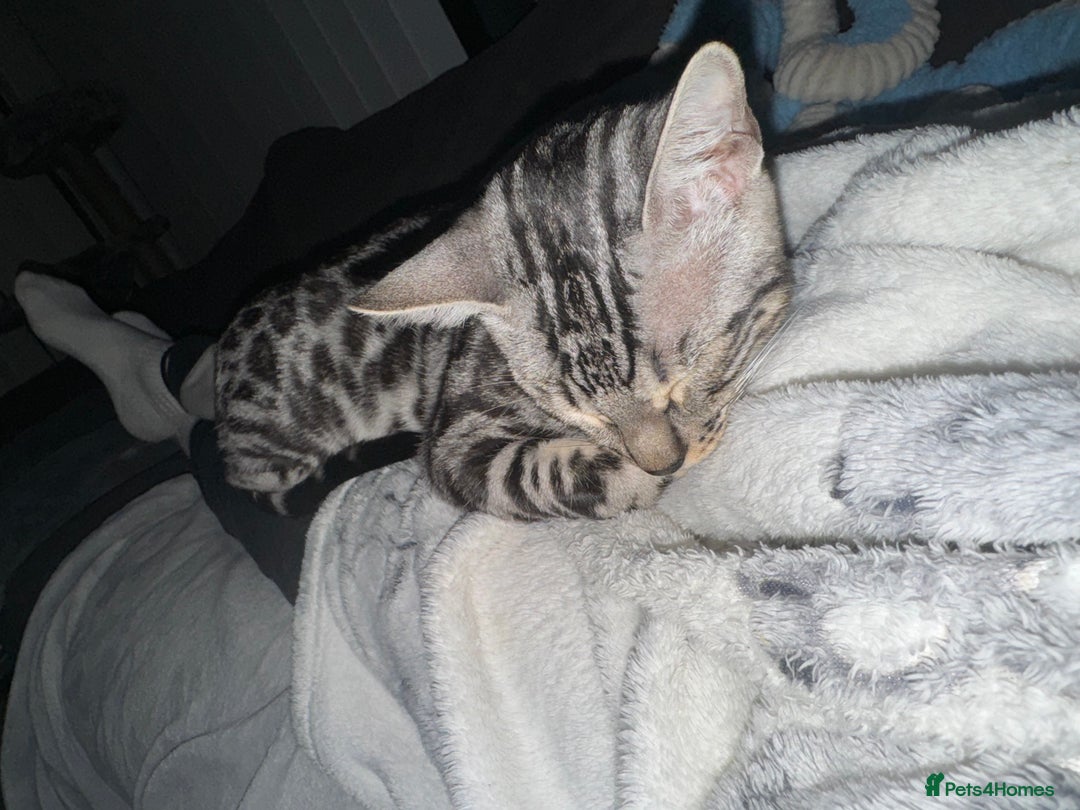 Bengal cats for sale: Silver rosetted Bengal🐆 - Image 17