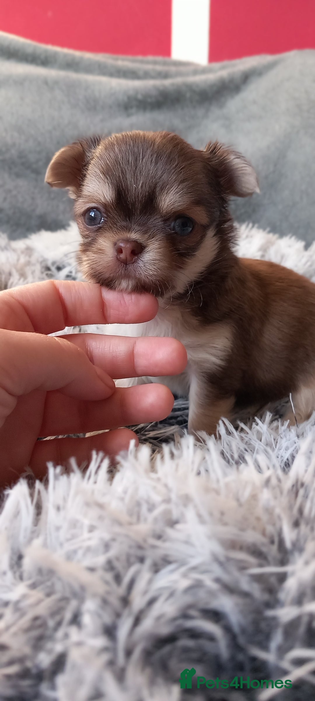 Chihuahua dogs for sale: ❤️‍🔥DNA tested parents❤️‍🔥LC 1Boys KC REG  - Advert 12