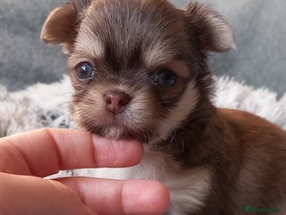 Chihuahua dogs Chihuahua Long-coat 1Girl🩷2Boys💙💙 - Advert 6