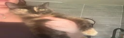 Maine Coon cats for sale: Maine coon cross boy kittens - Advert 1