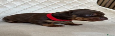 ❤️ Red Collar: Smooth Chocolate & Tan Girl