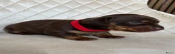 Miniature Dachshund dogs for sale: ✨ Beautiful Litter of Miniature Dachshunds ✨ - Advert 8