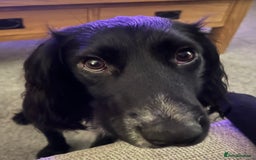 Cocker Spaniel dogs for sale: Bailey - Advert 1