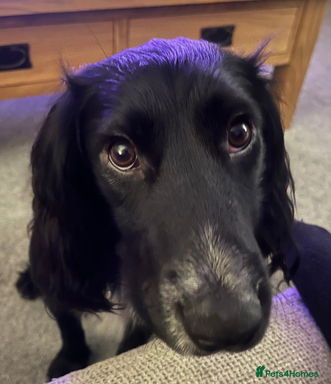 Cocker Spaniel dogs for sale: Bailey - Advert 1