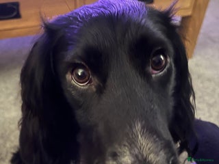 Cocker Spaniel dogs Bailey - Advert 2