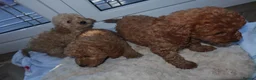 Cockapoo dogs for sale: F1b cockapoo puppies  in Staines - Advert 15