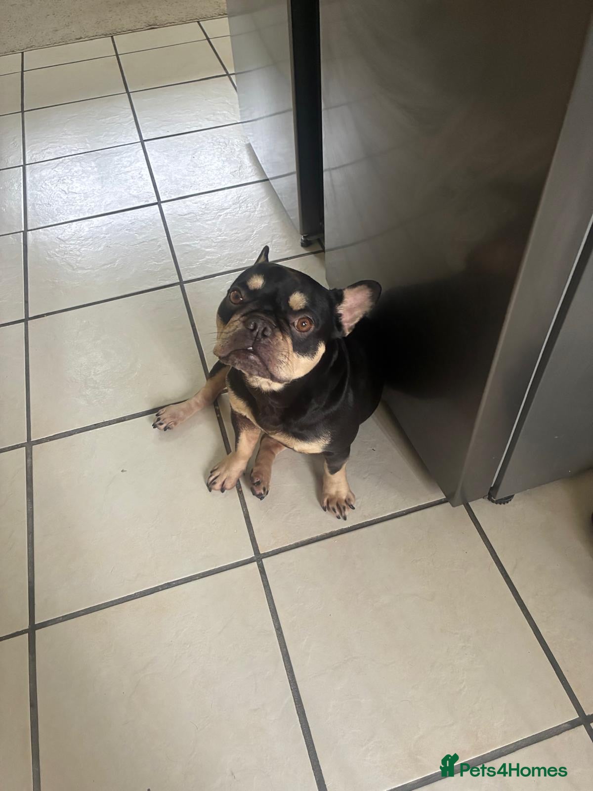 French Bulldog dogs 3 year old lovely Frenchie - Rosie - Advert 1