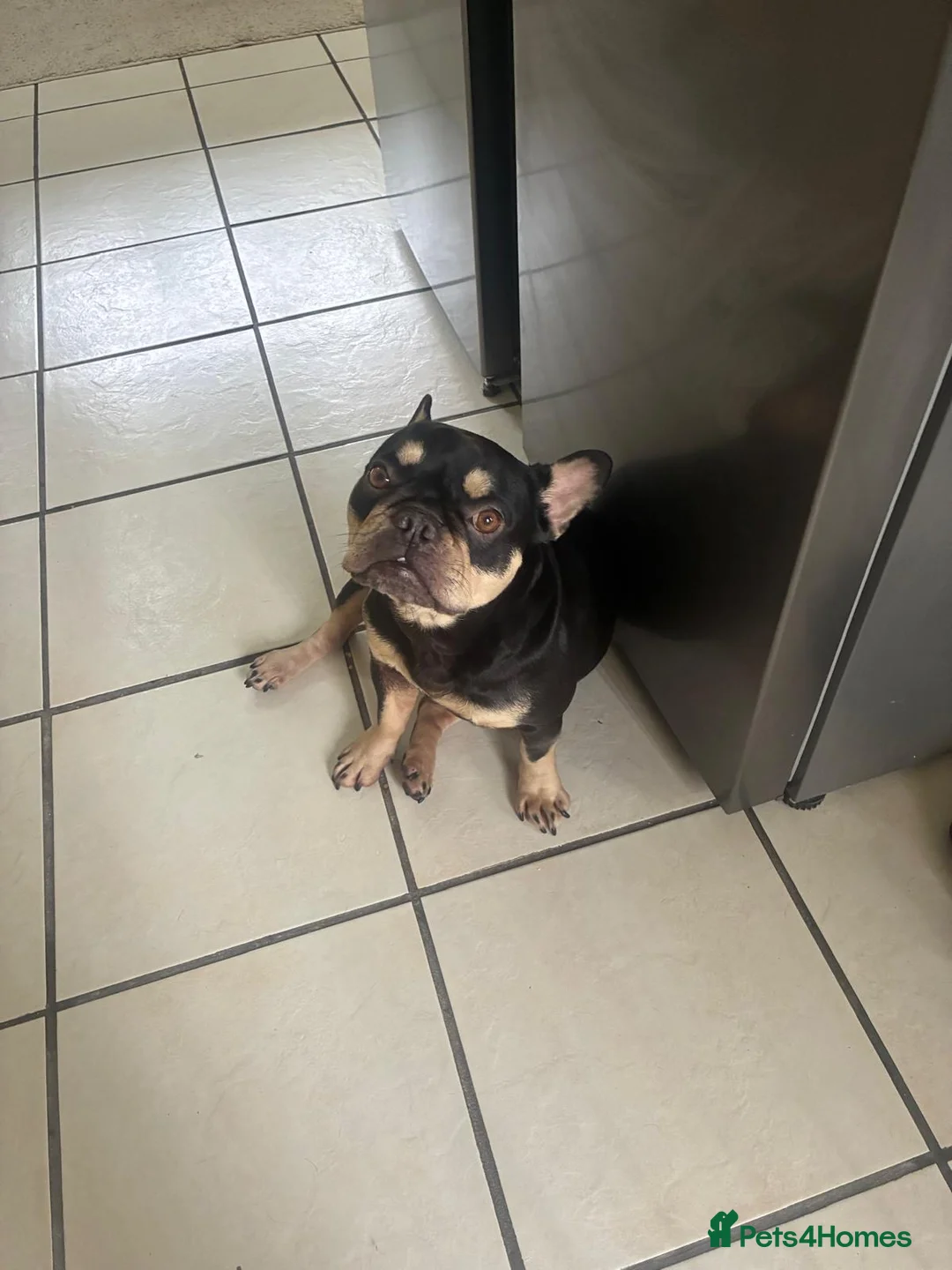 French Bulldog dogs for sale: 3 year old lovely Frenchie - Advert 1