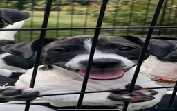 Jack Russell dogs for sale: Jack Russell Puppies. 3 Available: 1 Girl, 2 Boys - Image 2