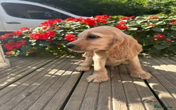 Cocker Spaniel dogs for sale: Cocker spaniel puppies - Image 23