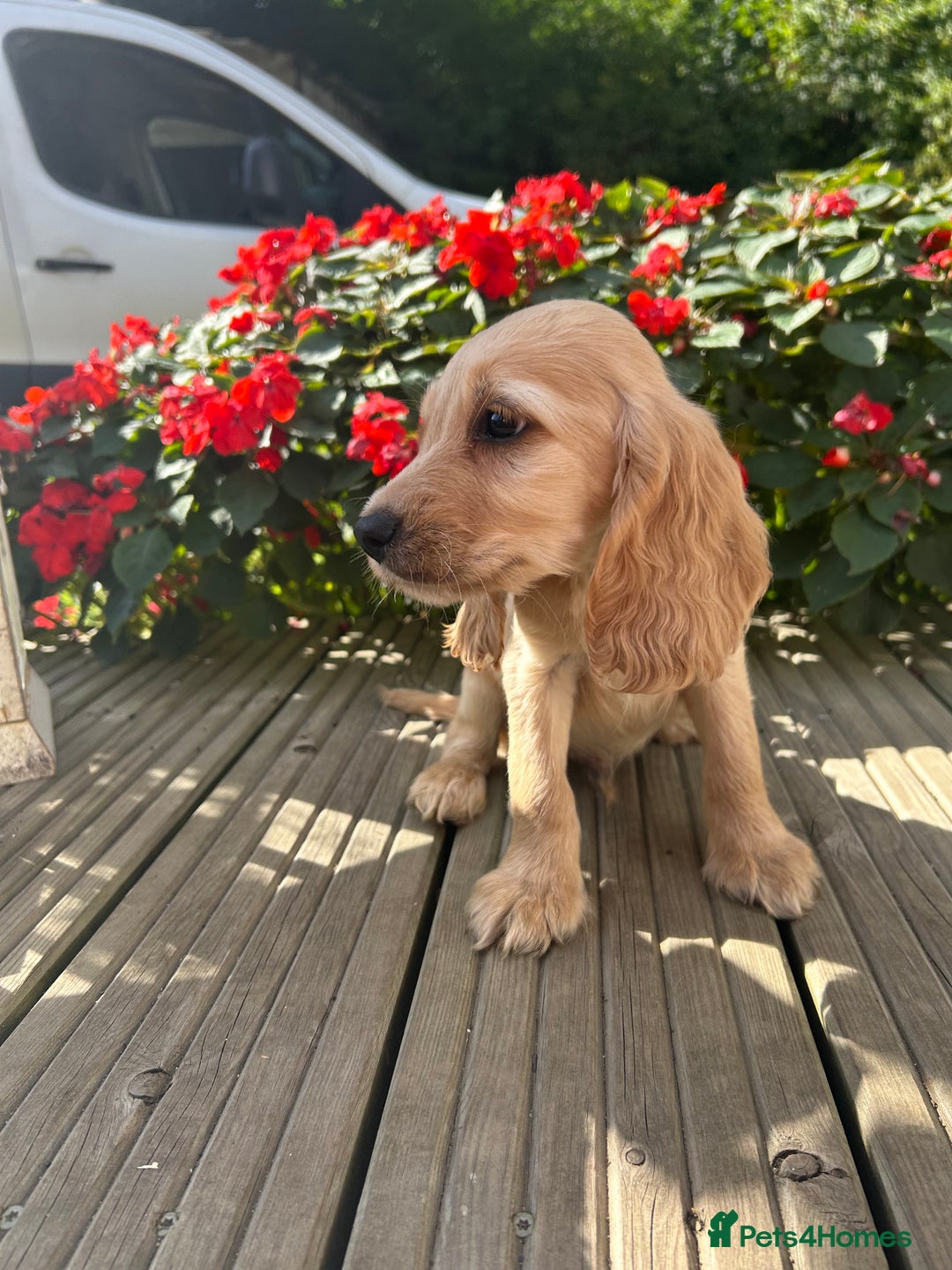 Cocker Spaniel dogs for sale: Cocker spaniel puppies - Image 23