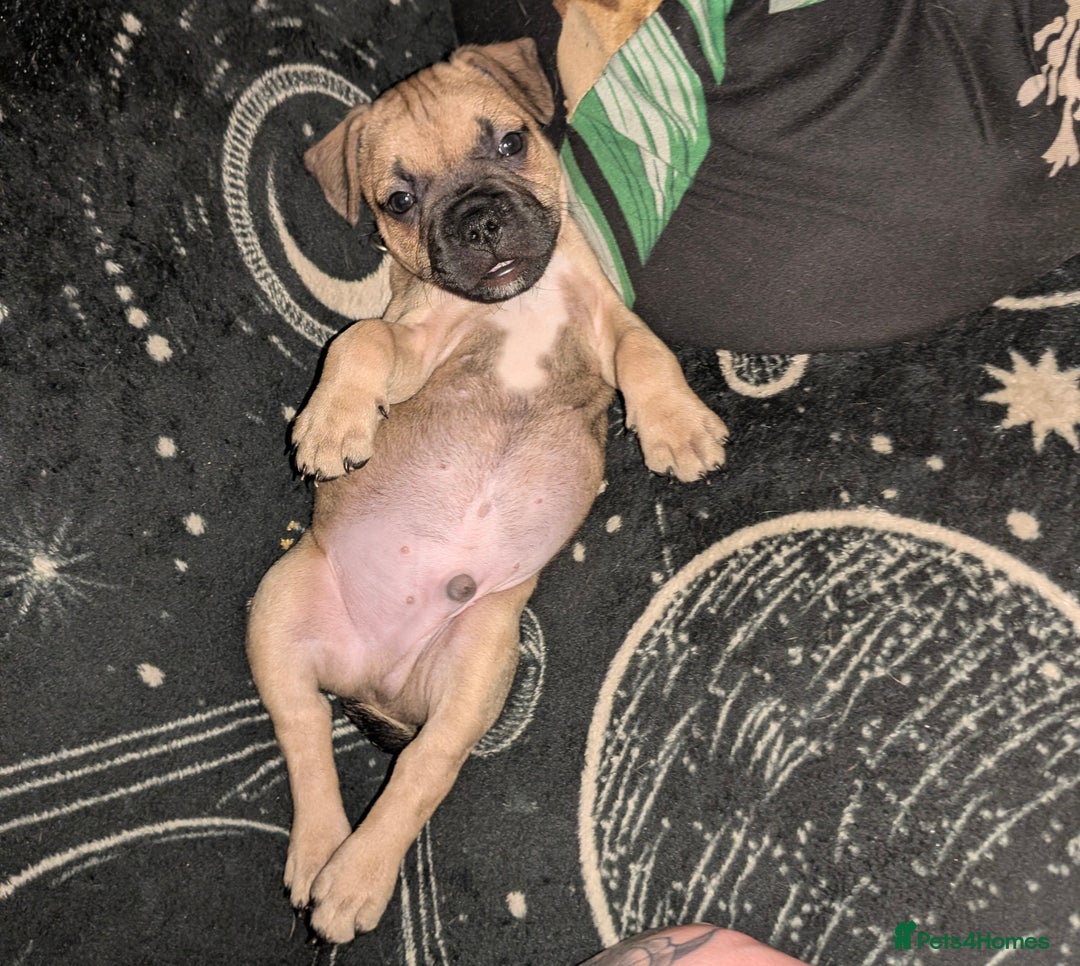 Mixed Breed dogs for sale: Puppy Northern Ireland  - Advert 11