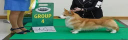Welsh Corgi Pembroke dogs for sale: Champion Sired Corgi Pembroke puppies available  - Advert 31