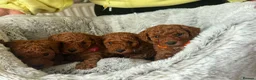 Toy Poodle dogs for sale: Beautiful Toy poodle  - Advert 10