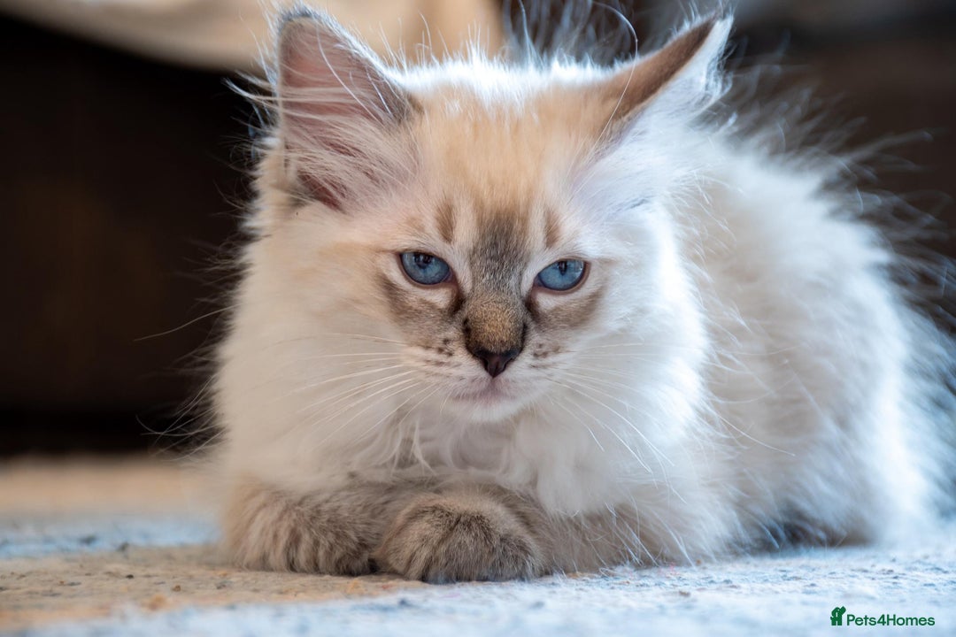 Ragdoll cats for sale: Ready Now GCCF Ragdoll Kittens Irresistibly Cuddly - Image 23