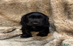Cocker Spaniel dogs for sale: Beautiful Cocker Spaniel Litter - Image 16
